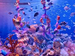 -成都浩海立方海洋公园