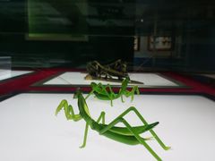 -上海昆虫博物馆