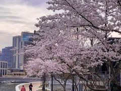-顾村公园