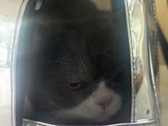 -瑞派宠物医院·犬猫全科·猫友好(宾水西道店)