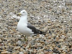 -棒棰岛宾馆景区