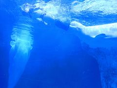 -海合安武汉极地海洋公园