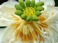 -云溪植物园