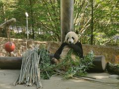 -都江堰中华大熊猫苑