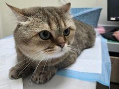 -纳吉亚猫专科动物医院博雅分院