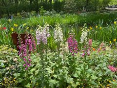 -上海共青森林公园