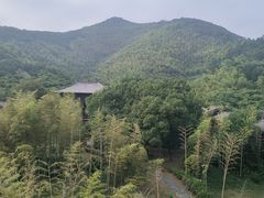-大唐贡茶院