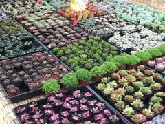 -李村大集