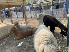 -长白岛森林公园