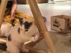-Heymao猫咖.咖啡厅(东门店)
