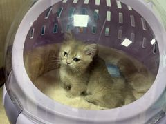 -北京观赏动物医院·24小时大型综合·猫专科·异宠专科