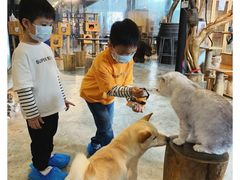 -more than meow吴止猫主题餐厅(承德 中船汇店)