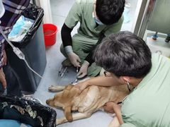 -达爱动物医院·犬猫分区·CT·复杂眼科(远洋山水分院)