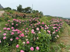 -密云玫瑰情园