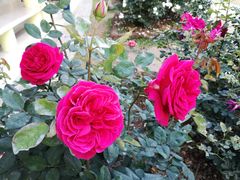 -人民公园(罗湖区)