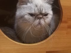 -喵园·猫主题咖啡厅·撸猫·猫咖(国贸店)