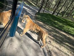 -北京野生动物园