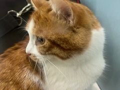 -纳吉亚猫专科动物诊疗中心(蒋宅口分院)