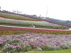 -紫颐香薰山谷景区