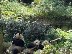 -中国大熊猫保护研究中心雅安碧峰峡基地