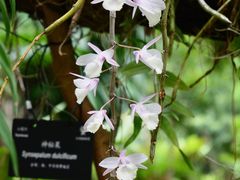 -深圳仙湖植物园