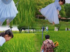 -杭州湾海上花田景区