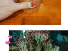 -茶颜观色(大顺巷店)