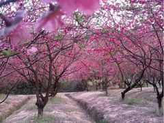 iphone_upload_pic-南国桃园旅游度假区