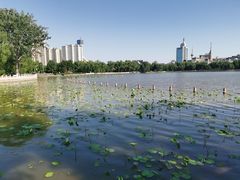 -莲花池公园