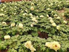 -石家庄市植物园