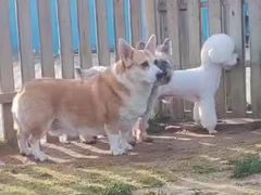 -趣玩宠物乐园寄养训犬训狗游泳池