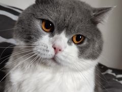 -久久宠物(河东万达店)