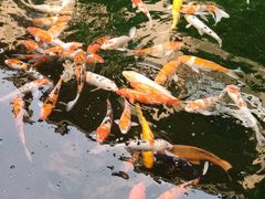 -上海浦东星河湾酒店