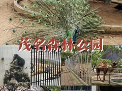 -广东茂名森林公园