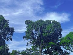 -上海滨江森林公园
