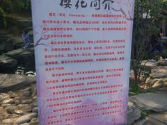 -西安乐游原