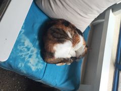 Anne猫窝咖啡屋-Anne猫窝咖啡屋