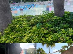 -重庆海昌加勒比海水世界