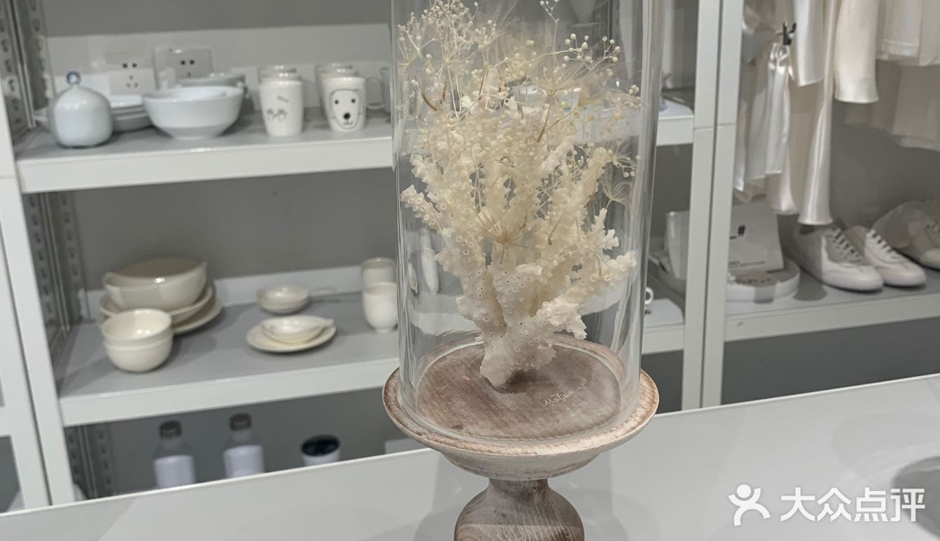 白色蒲公英的约定