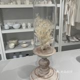 白色蒲公英的约定