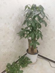 -新美荟医美·专注面部美学抗衰