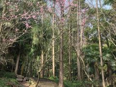 -凤栖山
