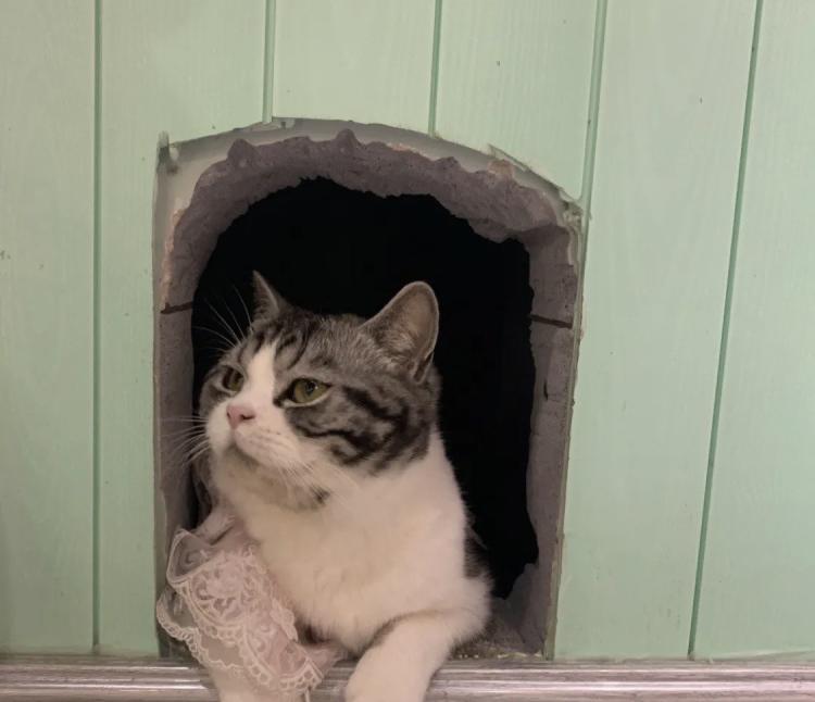 monday morning撸猫馆(旺角城店)-"猫猫太好玩了!