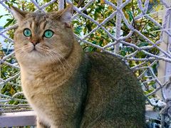 -喵屿·大理花园猫咖