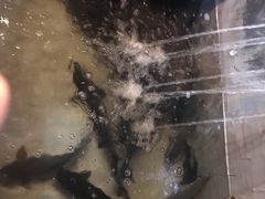 -抚仙湖生态石锅鱼野生菌(告庄店)