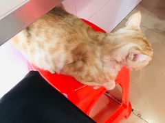 -胡椒猪肚汤(康王店)