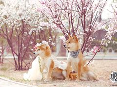 -超宠爱宠物摄影-Super pet