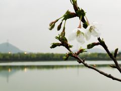 -羊山湖公园