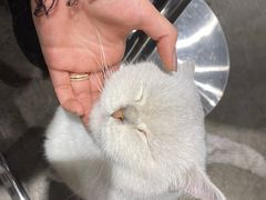 -浣熊柯尔鸭土拨鼠·电玩咖
