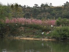 -福建鲤鱼洲酒店